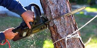 Reliable Pion Hills, CA Tree Care Solutions